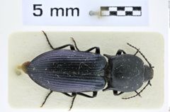 Foto (Dorsalansicht) von Selatosomus punctipennis (Reitter, 1910) (NHMW-ZOO-COL-0008393)